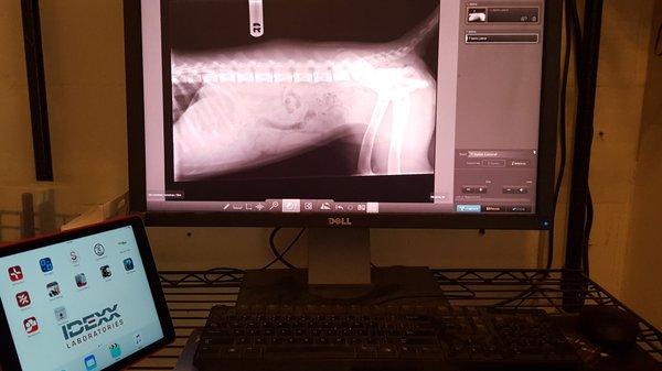 Digital Radiographs for clear anatomic images