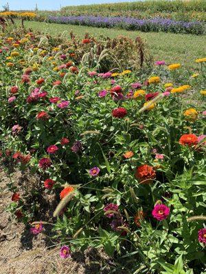 Wildflowers for picking.