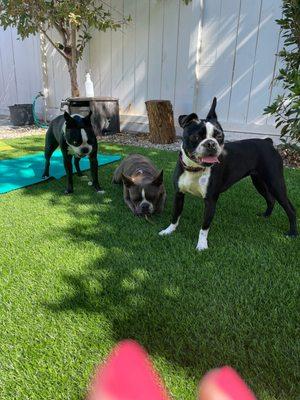 Lucy in the Sky (Raven, before) with her siblings Sgt. Pepper and Hey Jude.