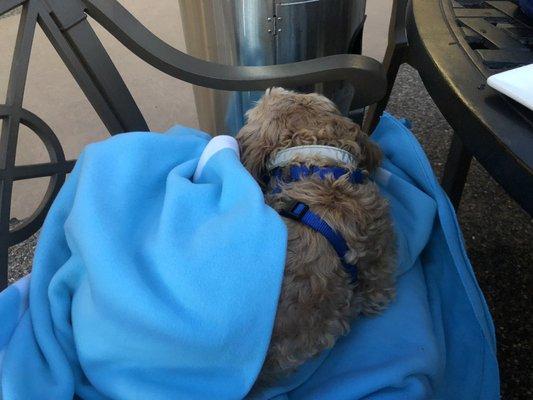 They brought blankets for my doggo. He is very cozy under a heat lamp.