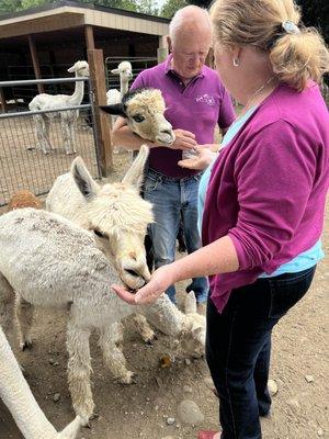 Feeding my new alpaca friends!