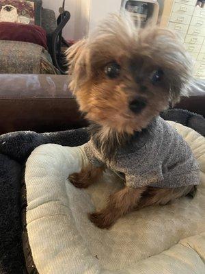 Joey before grooming - he doesn't look much different now!