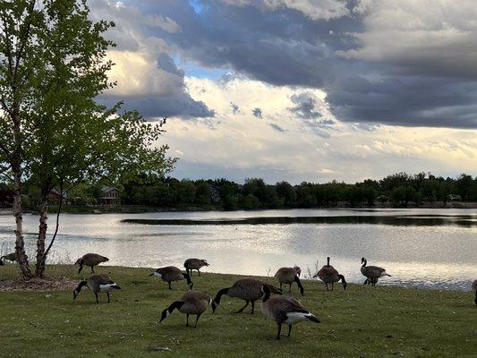 Ducks and geese freely roaming