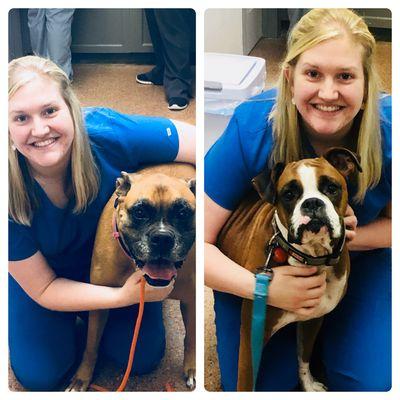 Made two new best friends today!! All the boxer love!!