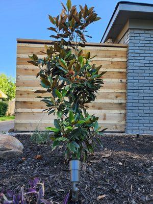 Res cedar fence with white pine wood.