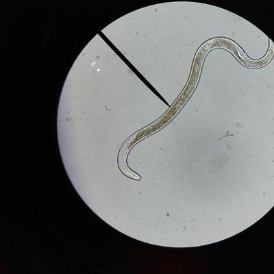 Close up of a Plant Parasitic Nematode.