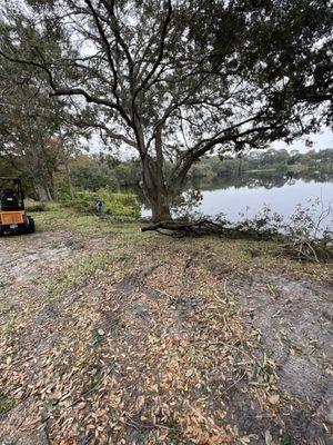 Oak tree trimming over lake