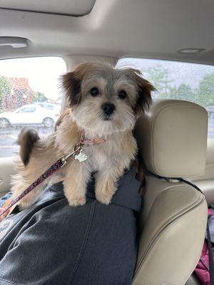 First puppy grooming!  She looked so cute and we can't wait to go back for her first full groom.