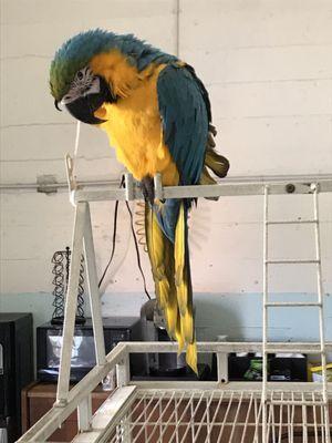 Star smog has a friendly parrot named Robin, who loves attention.