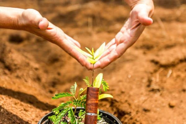 Lelle Vie Hawaiian Farm to Table Spa & Wellness plants a Royal Hawaiian Sandalwood Tree for every service