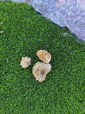 Some wasp nests we removed from under the eaves.