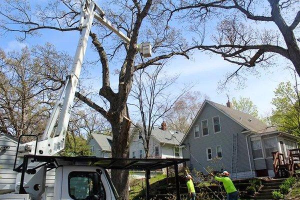 Premier Tree Service