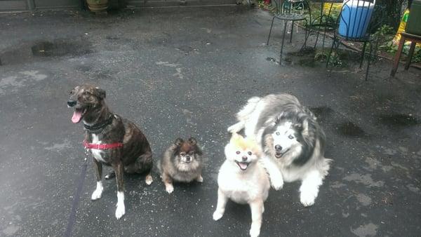 Meeting doggie celebrities - Luna and Rio (2 in center) from Doggie Blog World