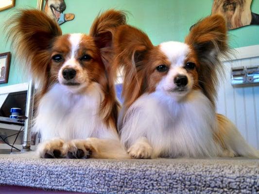 A Pawrific Pair just chilling at the shop.