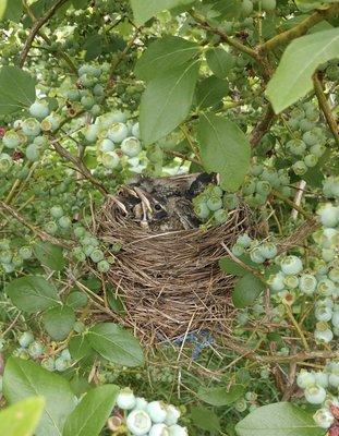 Robin's nest in our blueberry orchard.