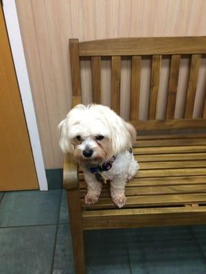 Thor, weighing in at 10.0 pounds, getting his annual check up.