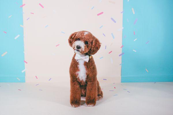 ollie the doodle in our signature cloud cut