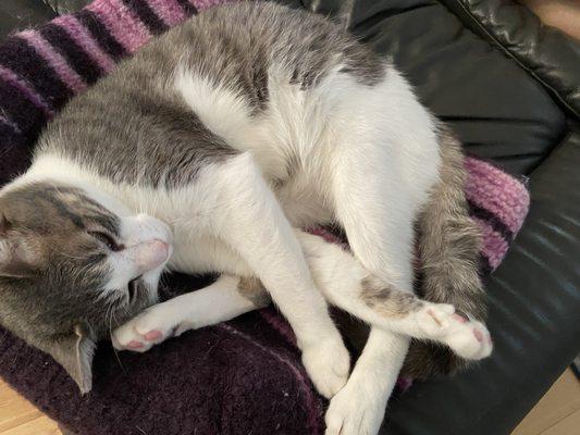 Cute cat resting like a pretzel