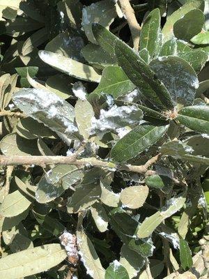 Mealy bugs leave a white fuzzy appearance on your plants, luckily this can be treated!