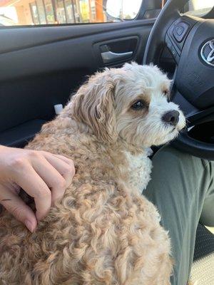 Maple sitting on my lap as we wait for her check-up