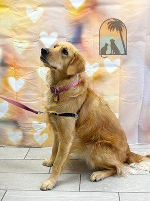 Pictured: golden retriever with pink collar having photo taken at LCAH photobooth with bokeh hearts background.