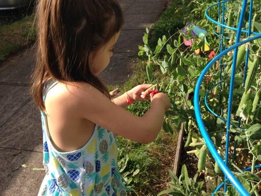 Harvesting our peas!