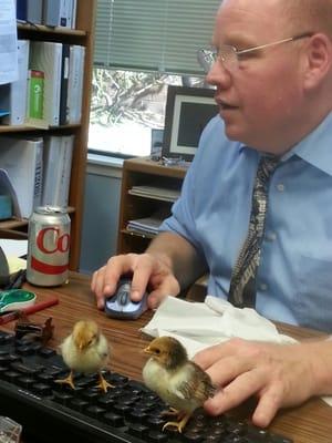 Yes, those really are baby chickens on my keyboard.  I'm in the middle of a return for an elderly farming couple.