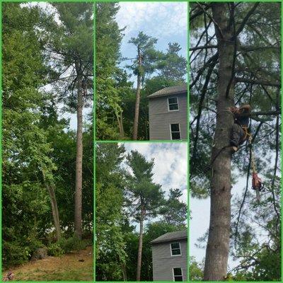 Property Transformations taking down a 125ft pine tree that was 6ft from a house and 10ft from a highway.