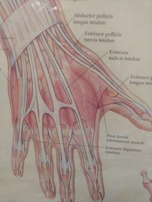 The top of our Hand. Long white structures are Extensor Tendons.