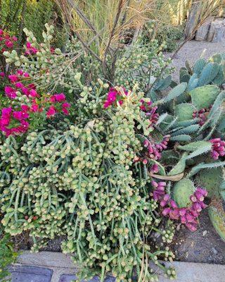 Beautiful cacti