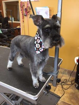 Beautiful little Sookie! Groomed by Denise at Wags to Riches