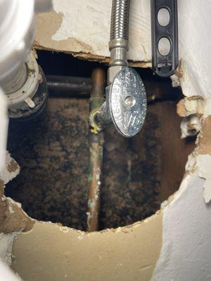 View of mold from under bathroom sink