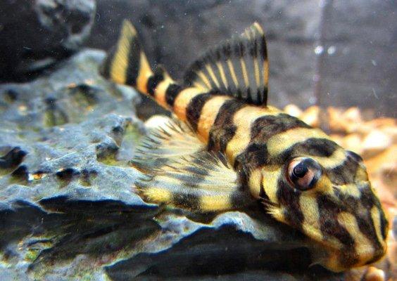 zebra pleco, nuff said