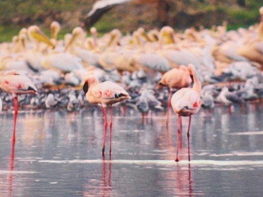 Photo of the flamingoes that flashes up on the large tv screen.