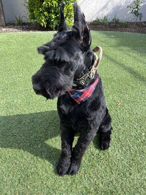 Randy back home after his grooming session