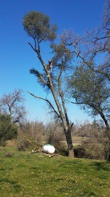 Oak removal over propane tank Redding ca