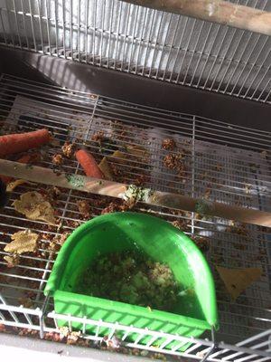 Condition of my birds cage upon my scheduled arrival