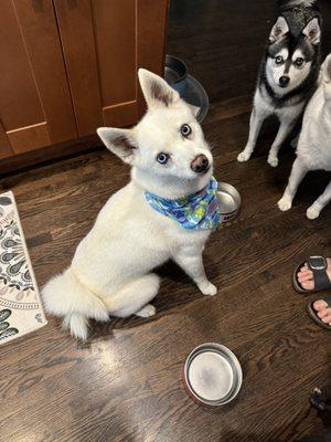 Tucker after groom!!