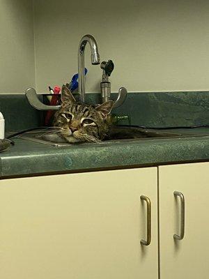 One of our kitties - he always heads straight for the sink when he gets released him from his carrier!