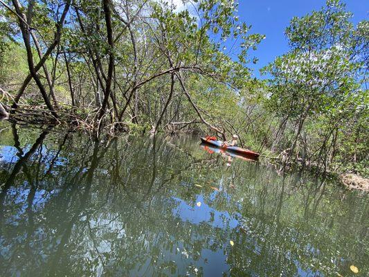 Inside the mangroves