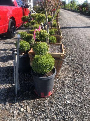 Boxwood topiary