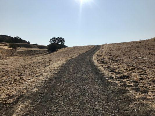 Ohlone Trail - Inclining right from the start