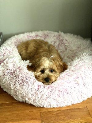 Cookie the Cavapoo