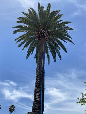 Trimming palm