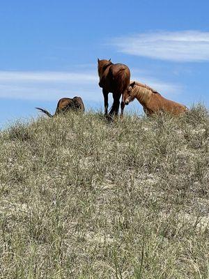 3 wild horses on a dune