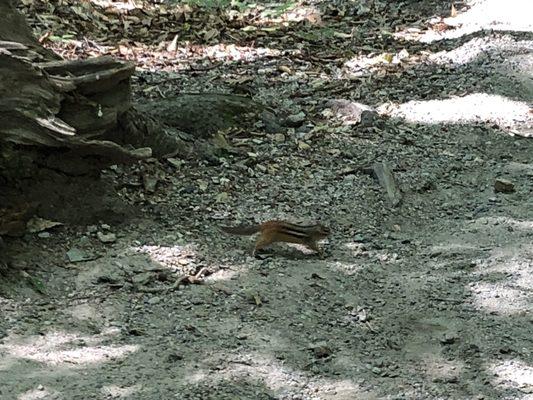 Little chipmunks befriend you on your journey.