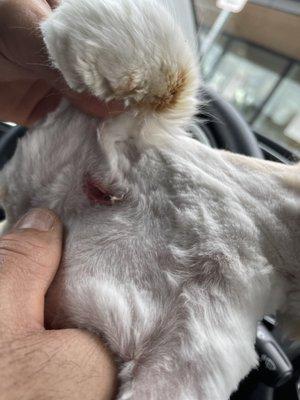 Done by groomer deep cuts that needed stitches