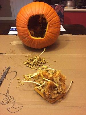 The pumpkin we picked from their pumpkin patch. Is this sprouting normal???