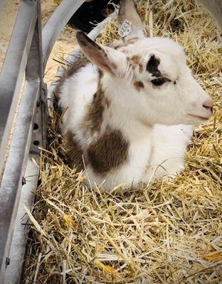 baby goat