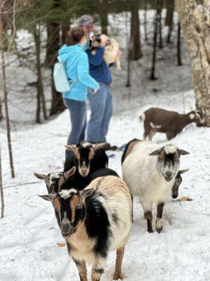 Into The Woods Farm Goat Adventure